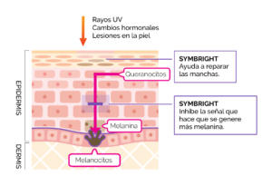 acción symbright